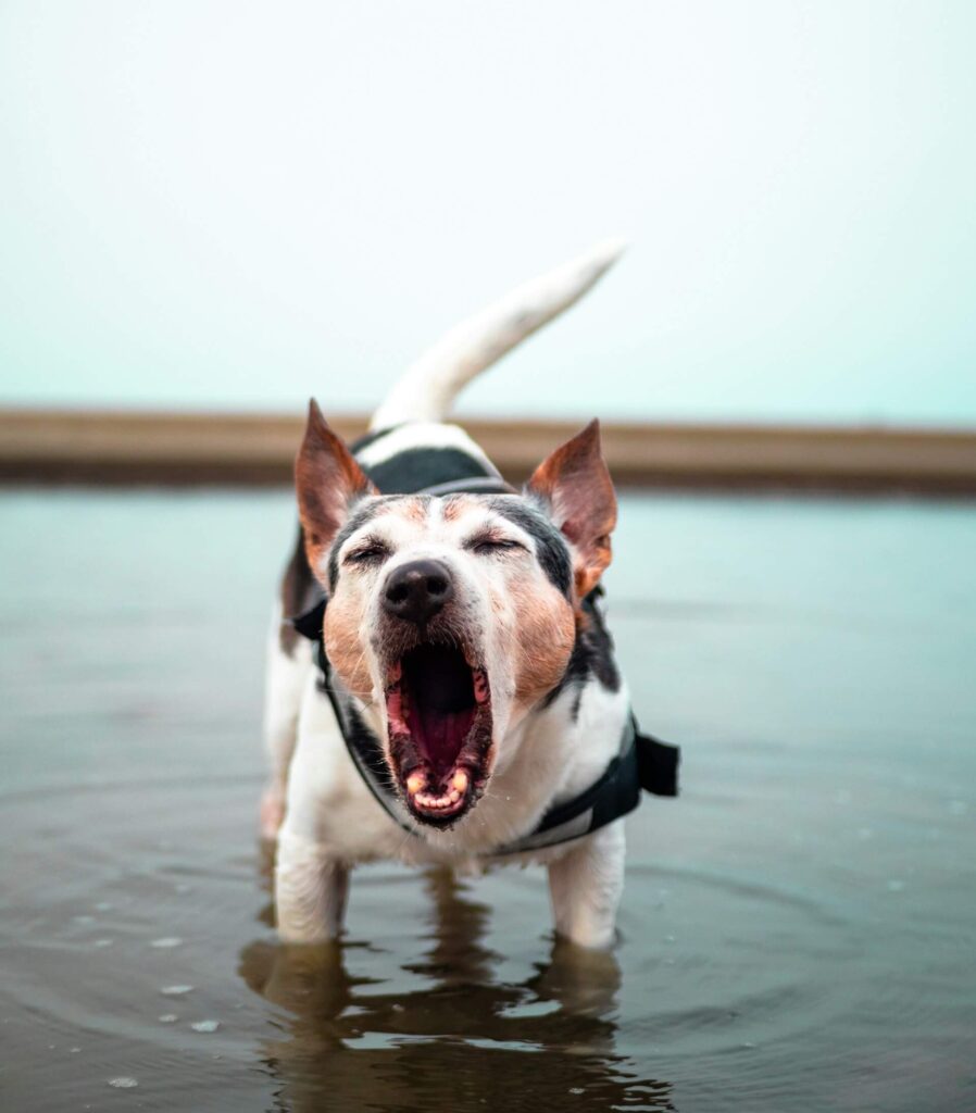 Dog standing in a puddle of water, barking