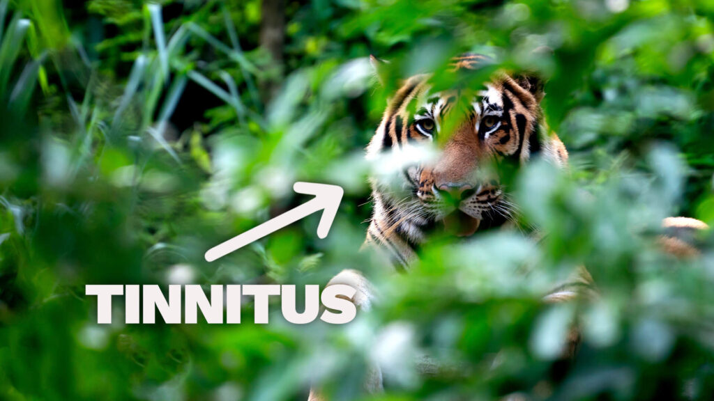 Tinnitus illustrated as a roaring tiger to show the brain's fear for tinnitus response